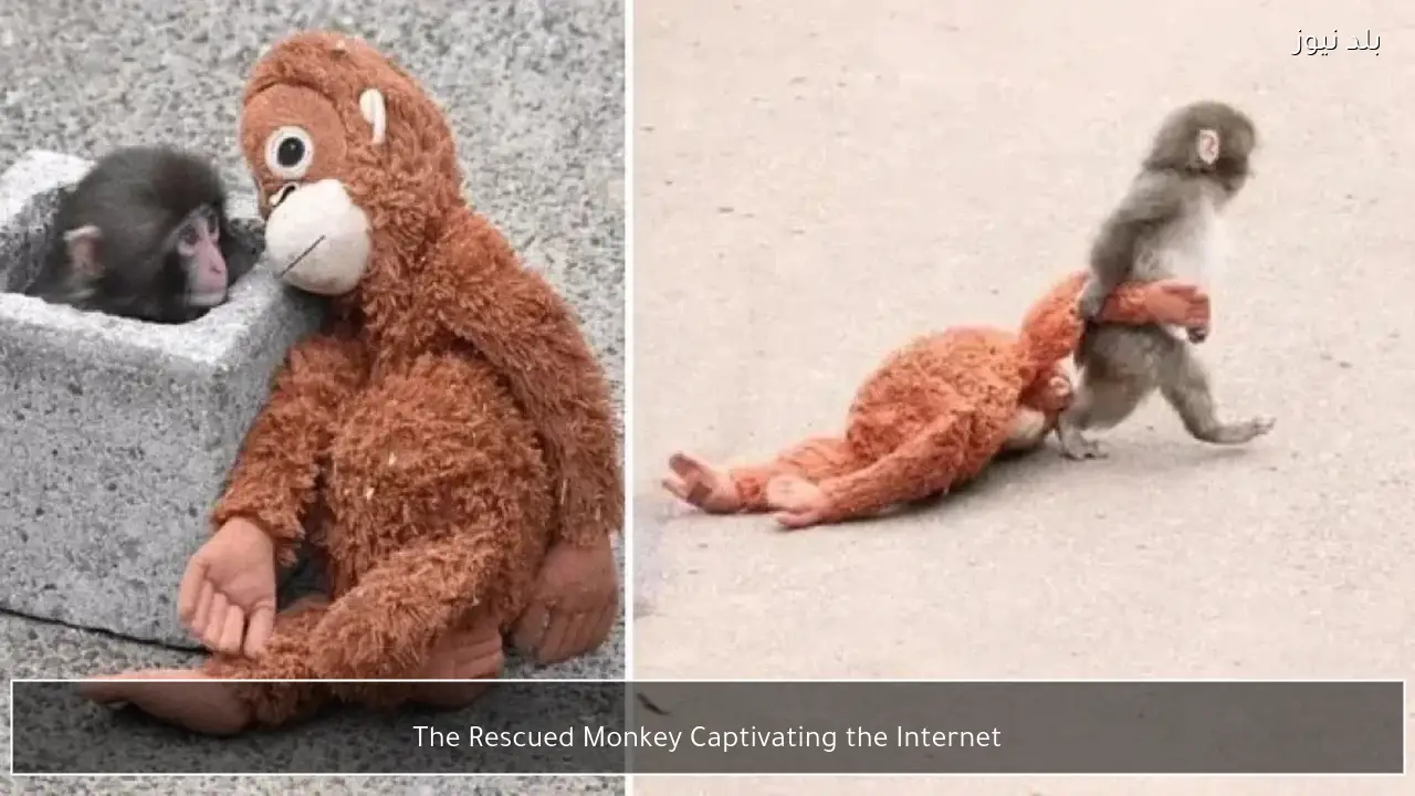 The Rescued Monkey Captivating the Internet