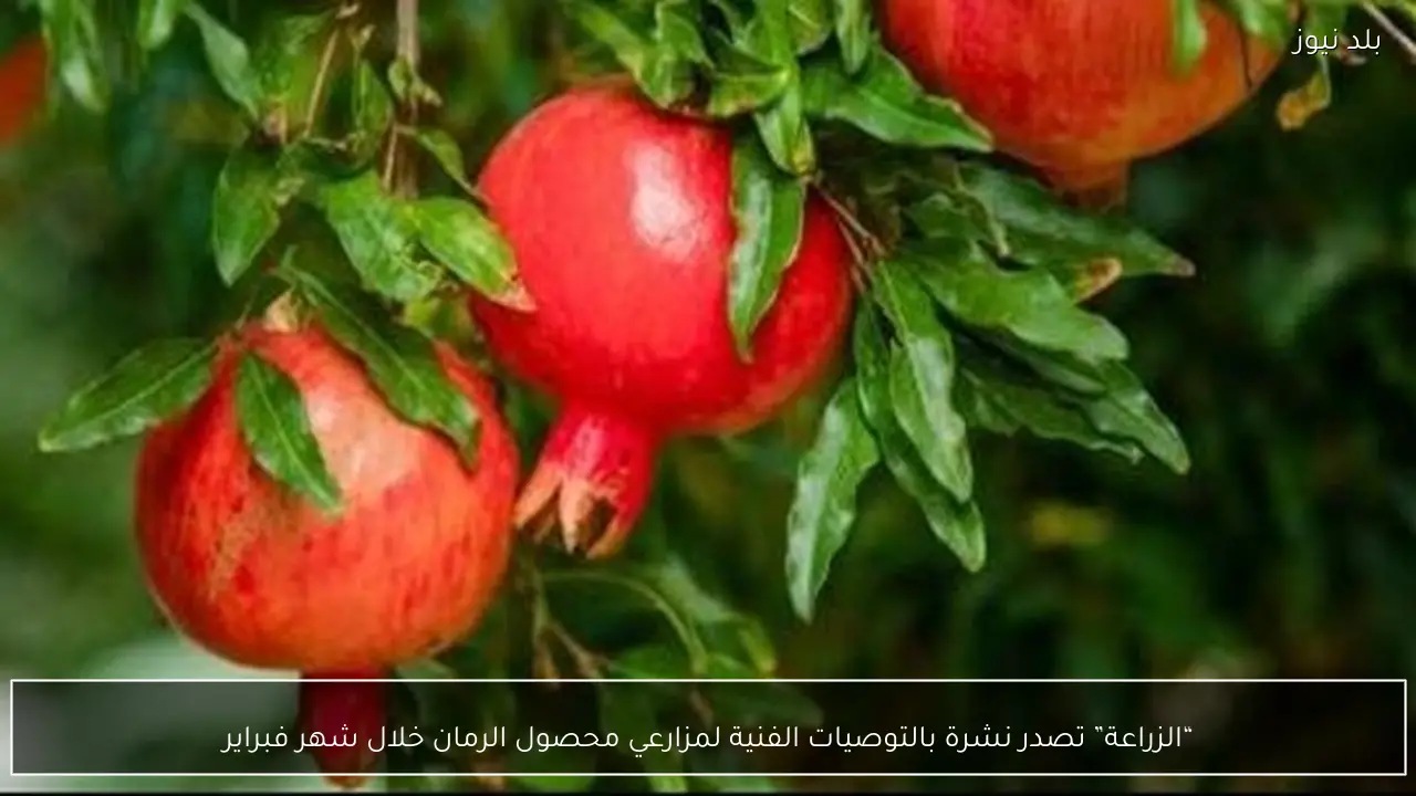 “الزراعة” تصدر نشرة بالتوصيات الفنية لمزارعي محصول الرمان خلال شهر فبراير