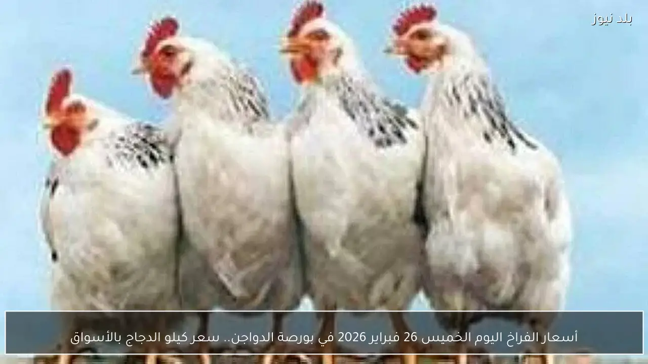 أسعار الفراخ اليوم الخميس 26 فبراير 2026 في بورصة الدواجن.. سعر كيلو الدجاج بالأسواق