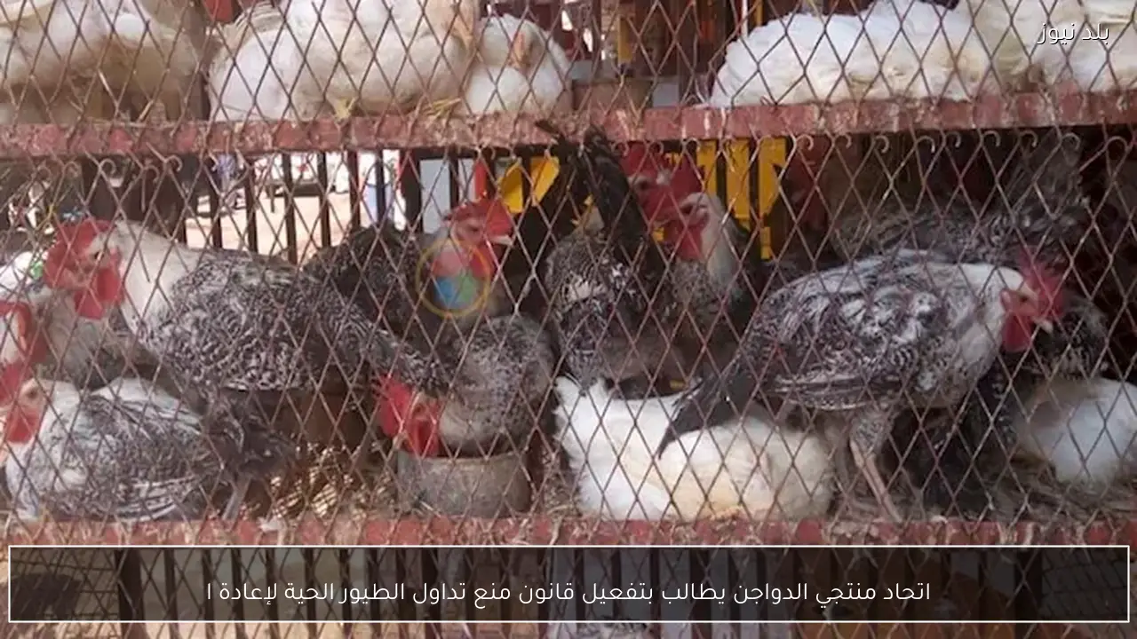 اتحاد منتجي الدواجن يطالب بتفعيل قانون منع تداول الطيور الحية لإعادة ا