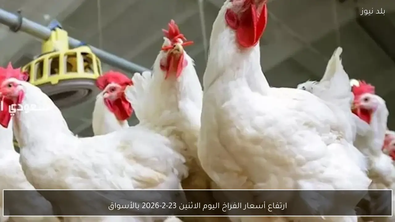 ارتفاع أسعار الفراخ اليوم الاثنين 23-2-2026 بالأسواق