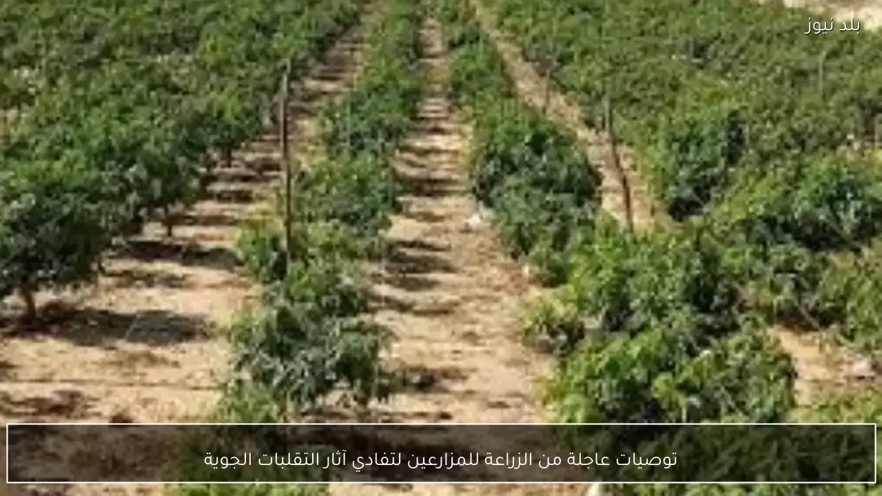 توصيات عاجلة من الزراعة للمزارعين لتفادي آثار التقلبات الجوية