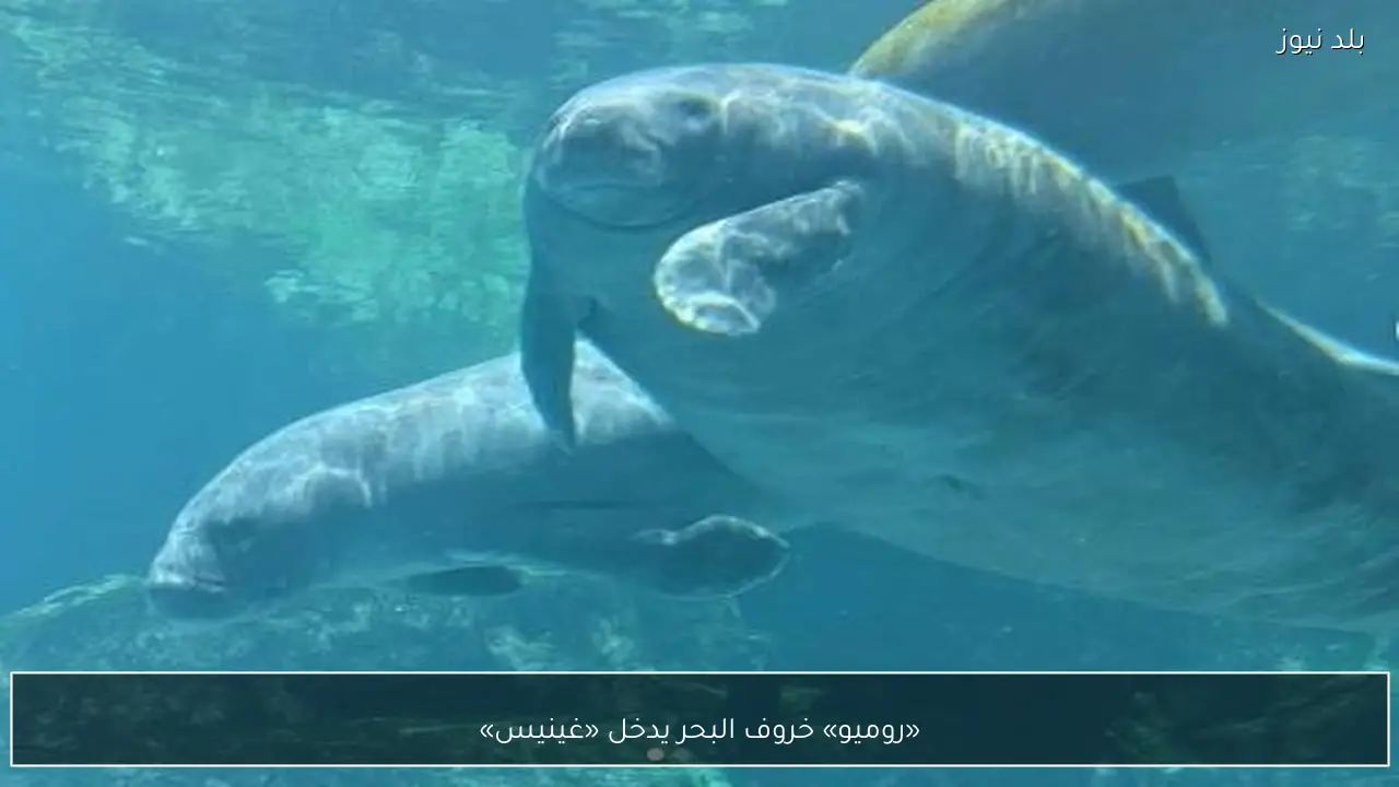 «روميو» خروف البحر يدخل «غينيس»