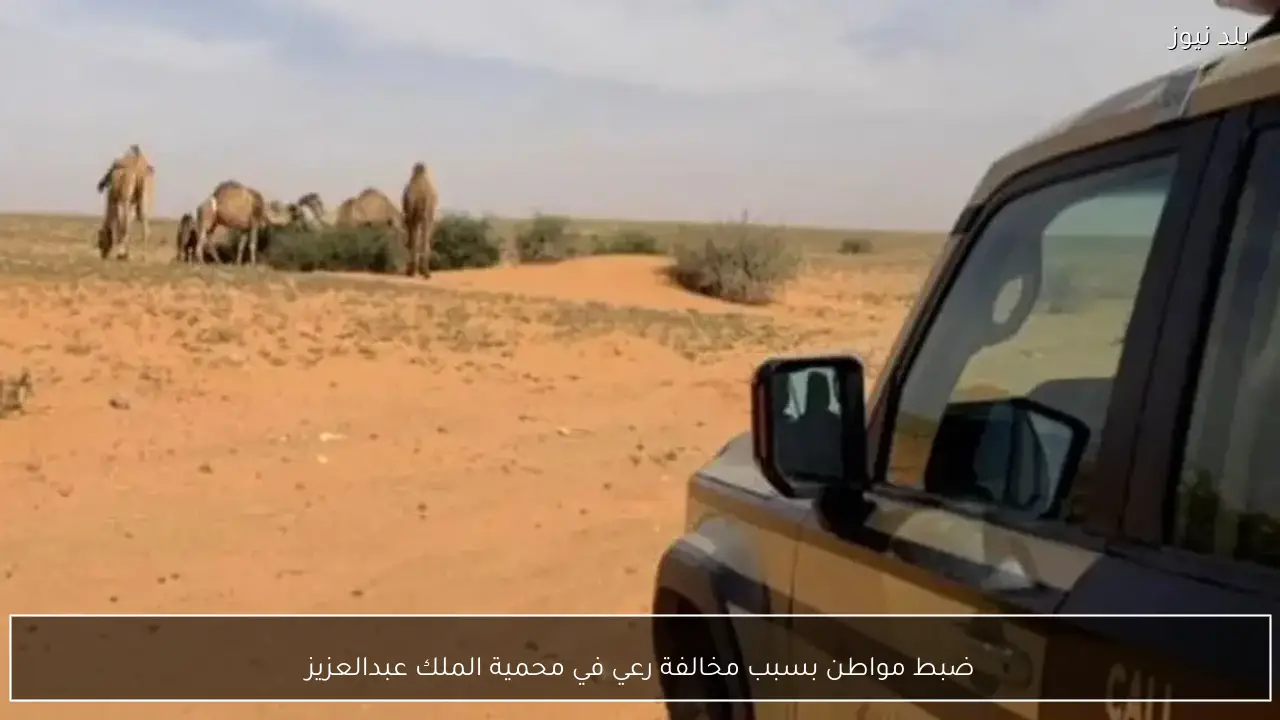ضبط مواطن بسبب مخالفة رعي في محمية الملك عبدالعزيز