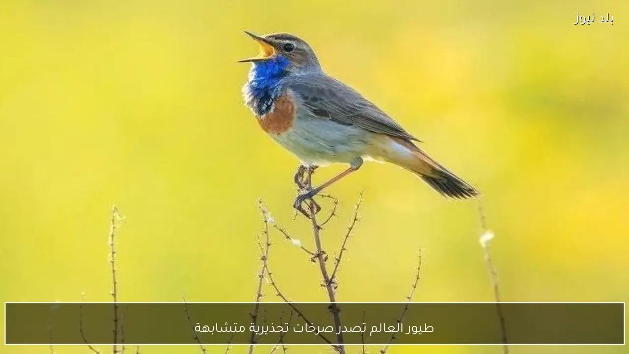 طيور العالم تصدر صرخات تحذيرية متشابهة