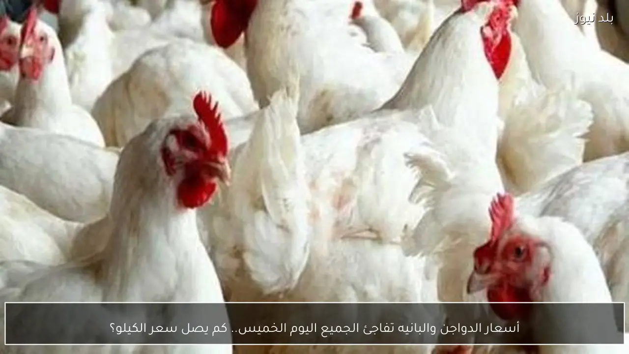 أسعار الدواجن والبانيه تفاجئ الجميع اليوم الخميس.. كم يصل سعر الكيلو؟