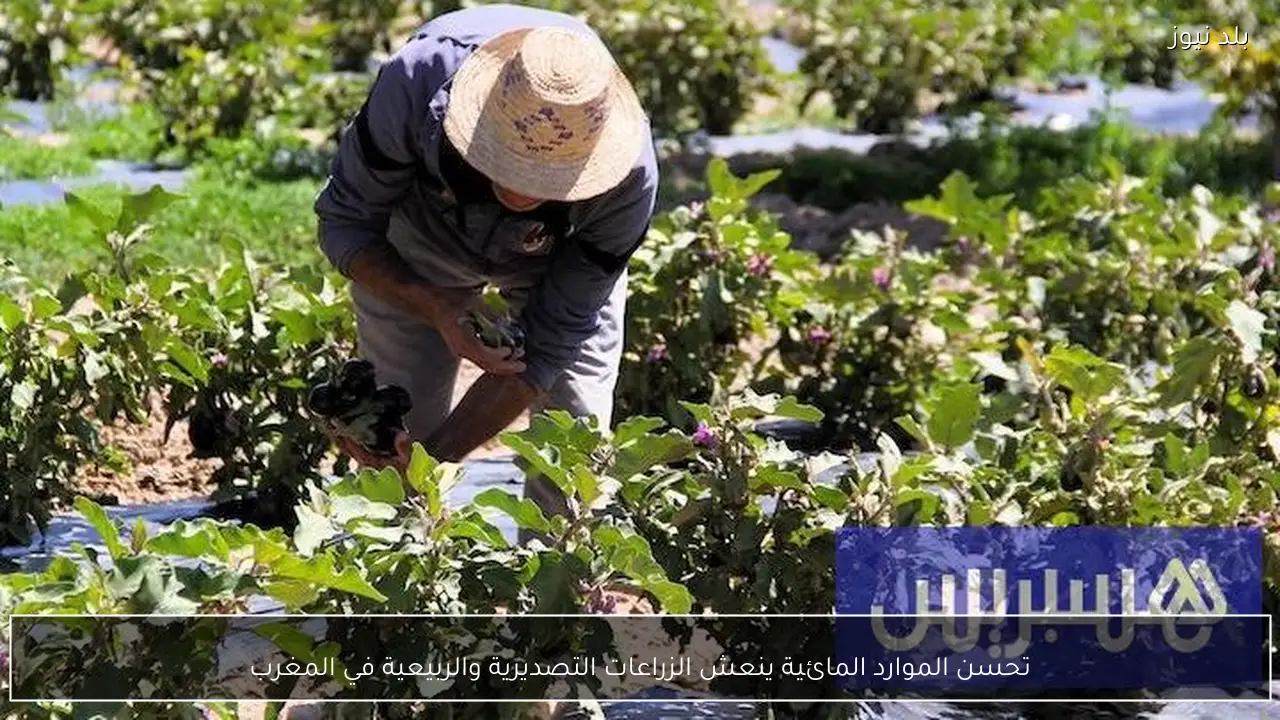 تحسن الموارد المائية ينعش الزراعات التصديرية والربيعية في المغرب