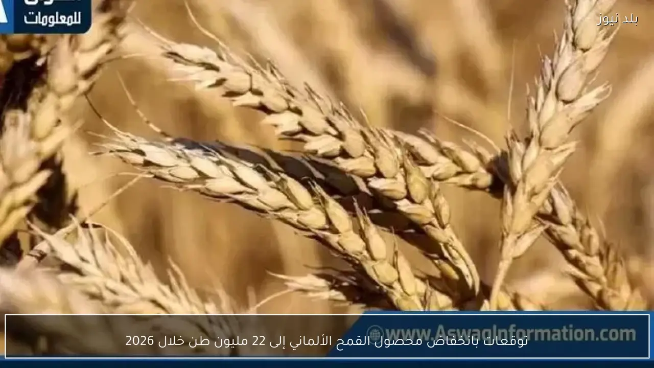 توقعات بانخفاض محصول القمح الألماني إلى 22 مليون طن خلال 2026