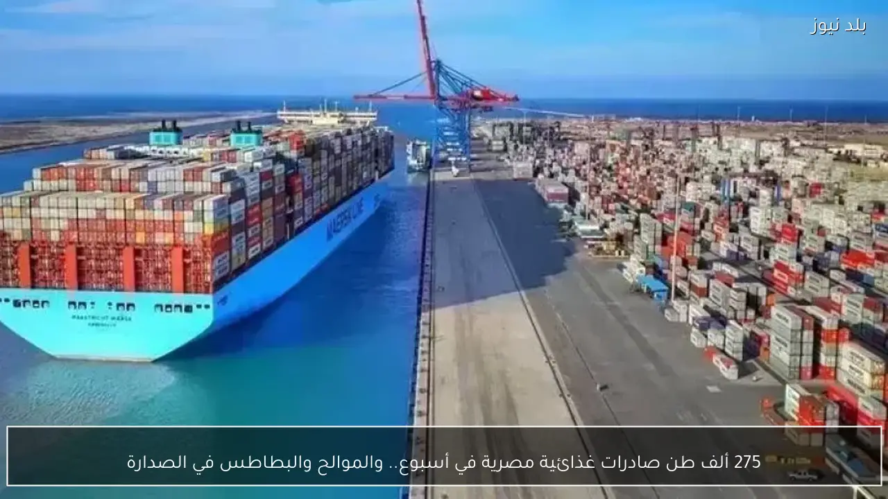 275 ألف طن صادرات غذائية مصرية في أسبوع.. والموالح والبطاطس في الصدارة