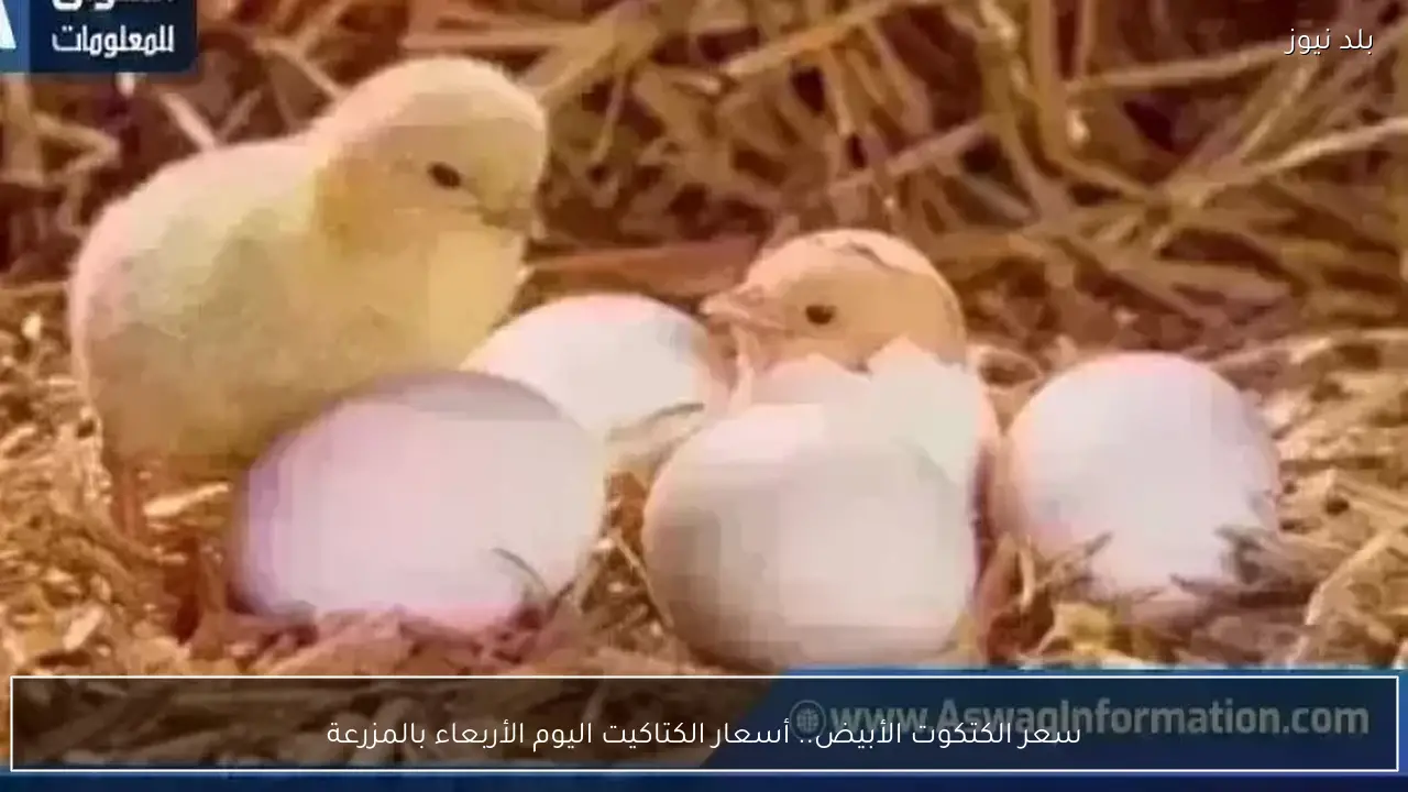 سعر الكتكوت الأبيض.. أسعار الكتاكيت اليوم الأربعاء بالمزرعة