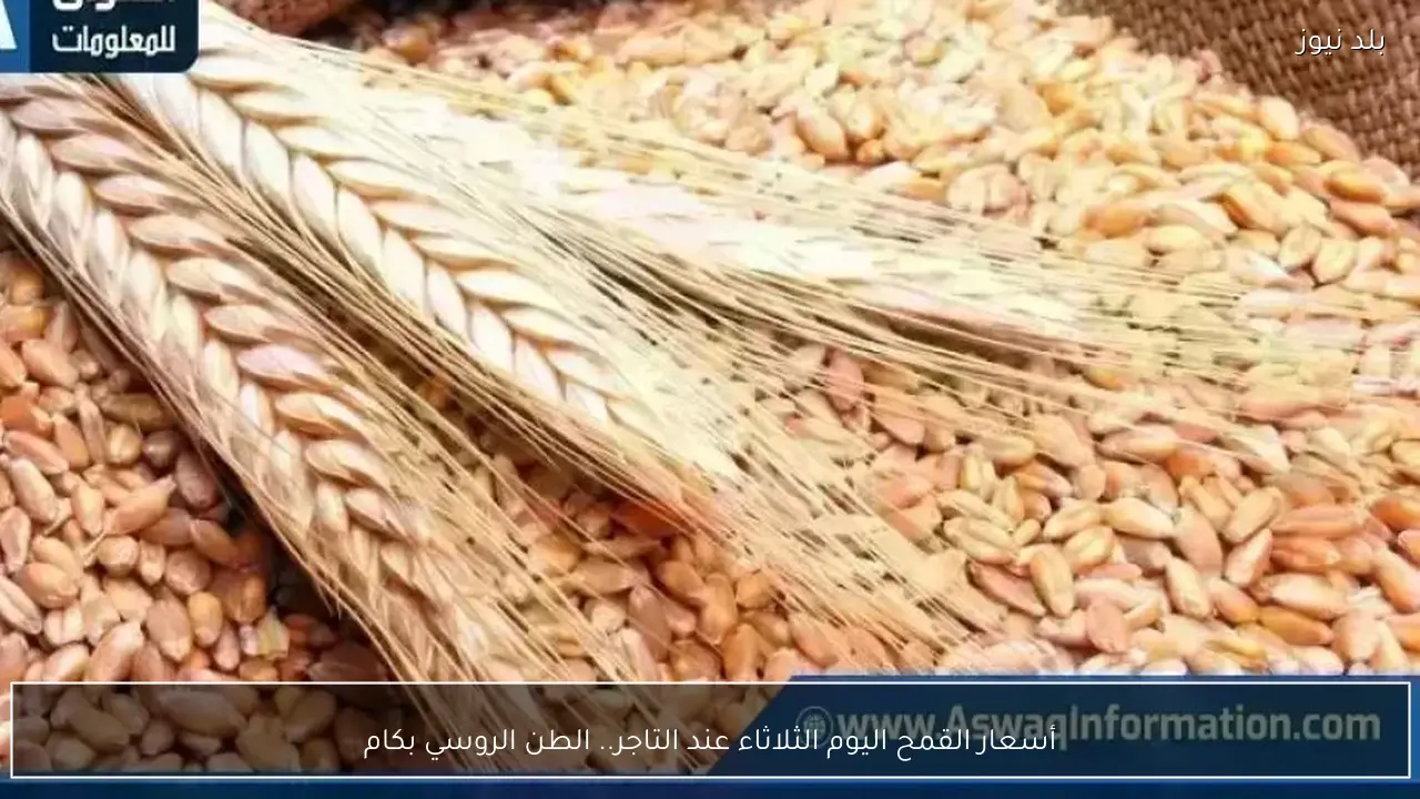 أسعار القمح اليوم الثلاثاء عند التاجر.. الطن الروسي بكام