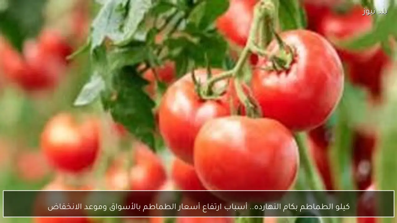 كيلو الطماطم بكام النهارده.. أسباب ارتفاع أسعار الطماطم بالأسواق وموعد الانخفاض