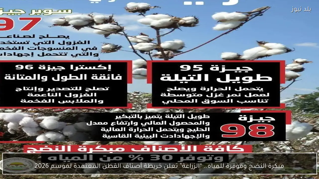 مبكرة النضج وموفرة للمياه.. “الزراعة” تعلن خريطة أصناف القطن المعتمدة لموسم 2026