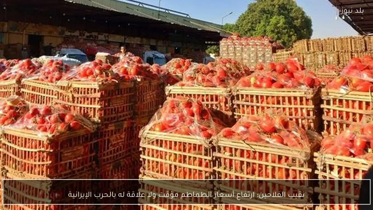 نقيب الفلاحين: ارتفاع أسعار الطماطم مؤقت ولا علاقة له بالحرب الإيرانية