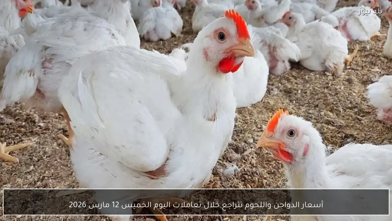 أسعار الدواجن واللحوم تتراجع خلال تعاملات اليوم الخميس 12 مارس 2026