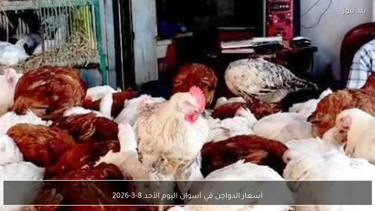 أسعار الدواجن في أسوان اليوم الأحد 8-3-2026