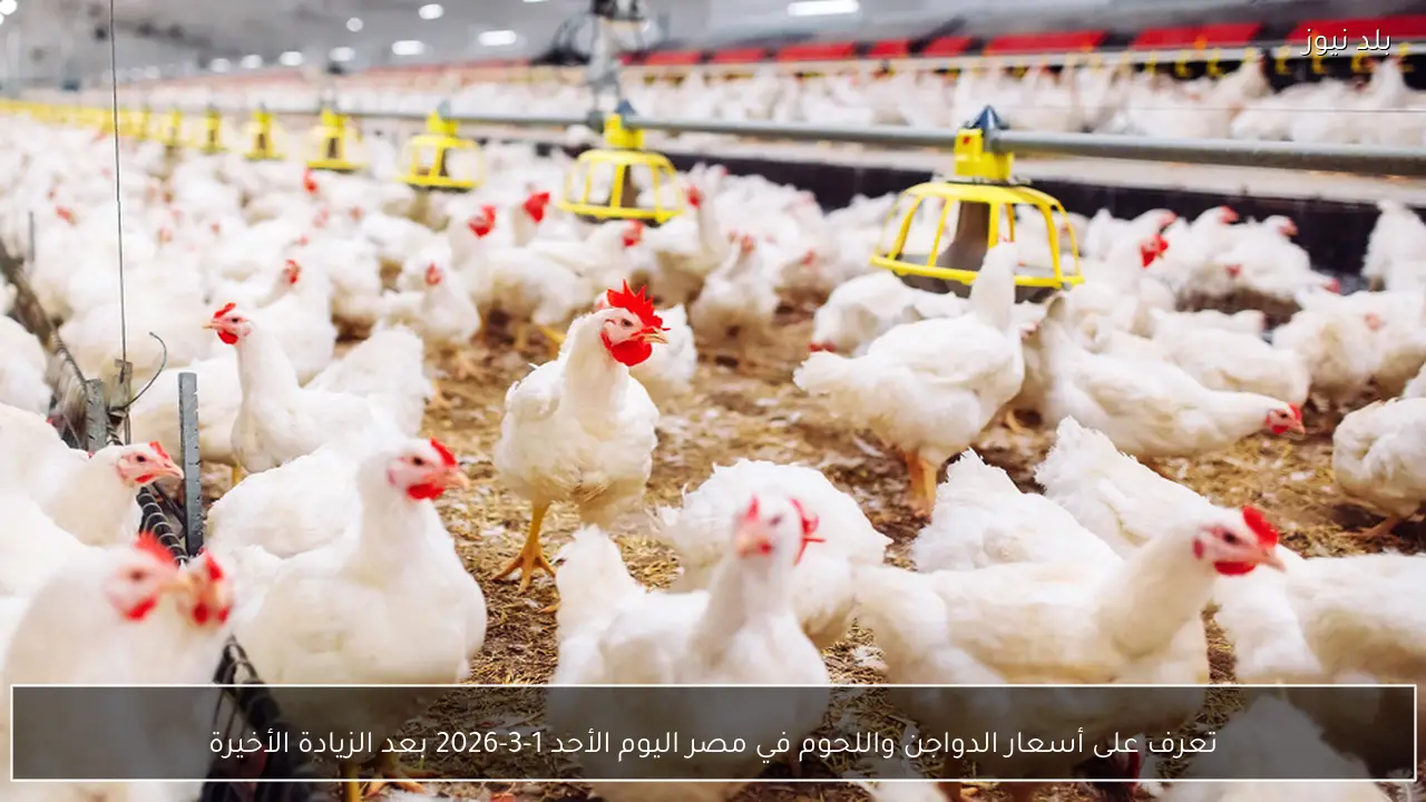 تعرف على أسعار الدواجن واللحوم في مصر اليوم الأحد 1-3-2026 بعد الزيادة الأخيرة