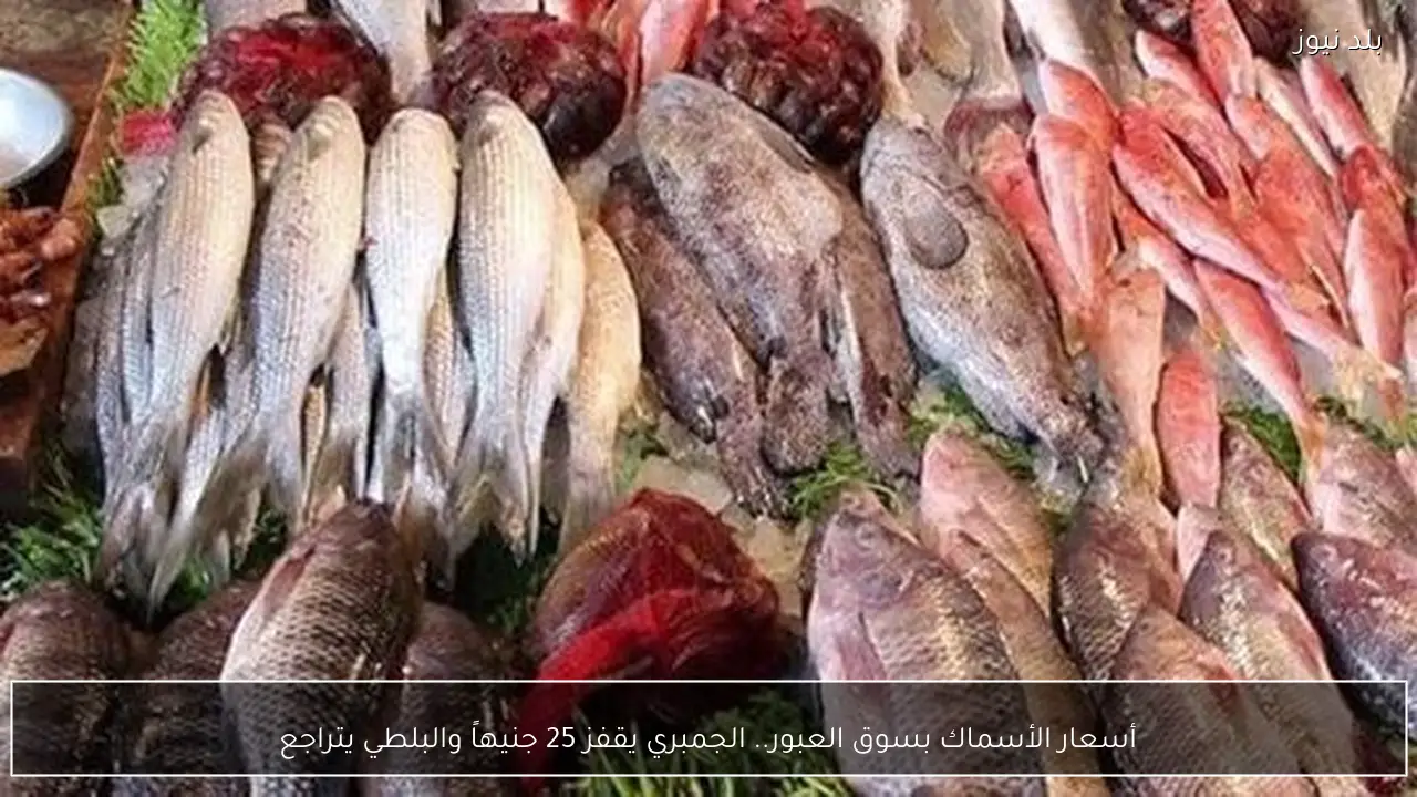 أسعار الأسماك بسوق العبور.. الجمبري يقفز 25 جنيهاً والبلطي يتراجع