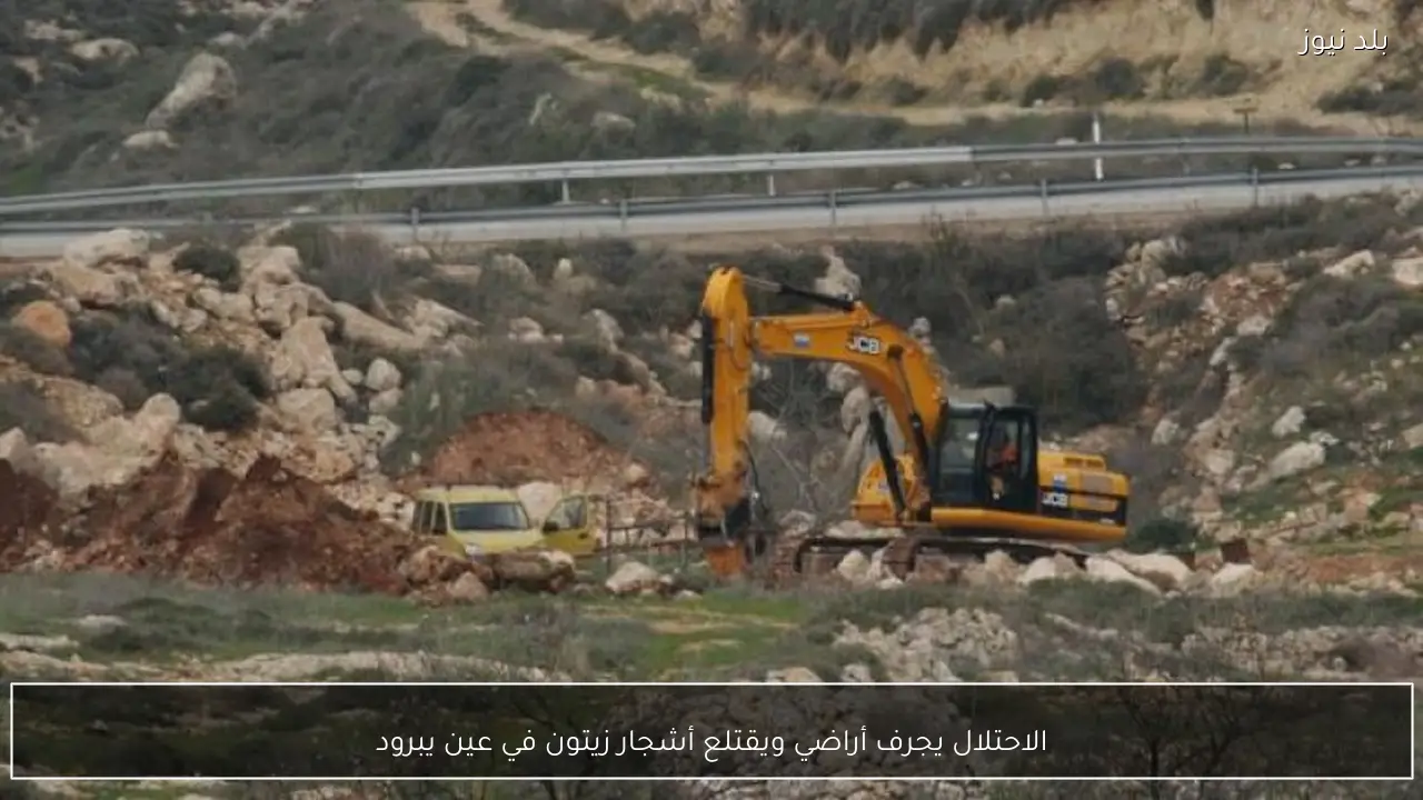 الاحتلال يجرف أراضي ويقتلع أشجار زيتون في عين يبرود
