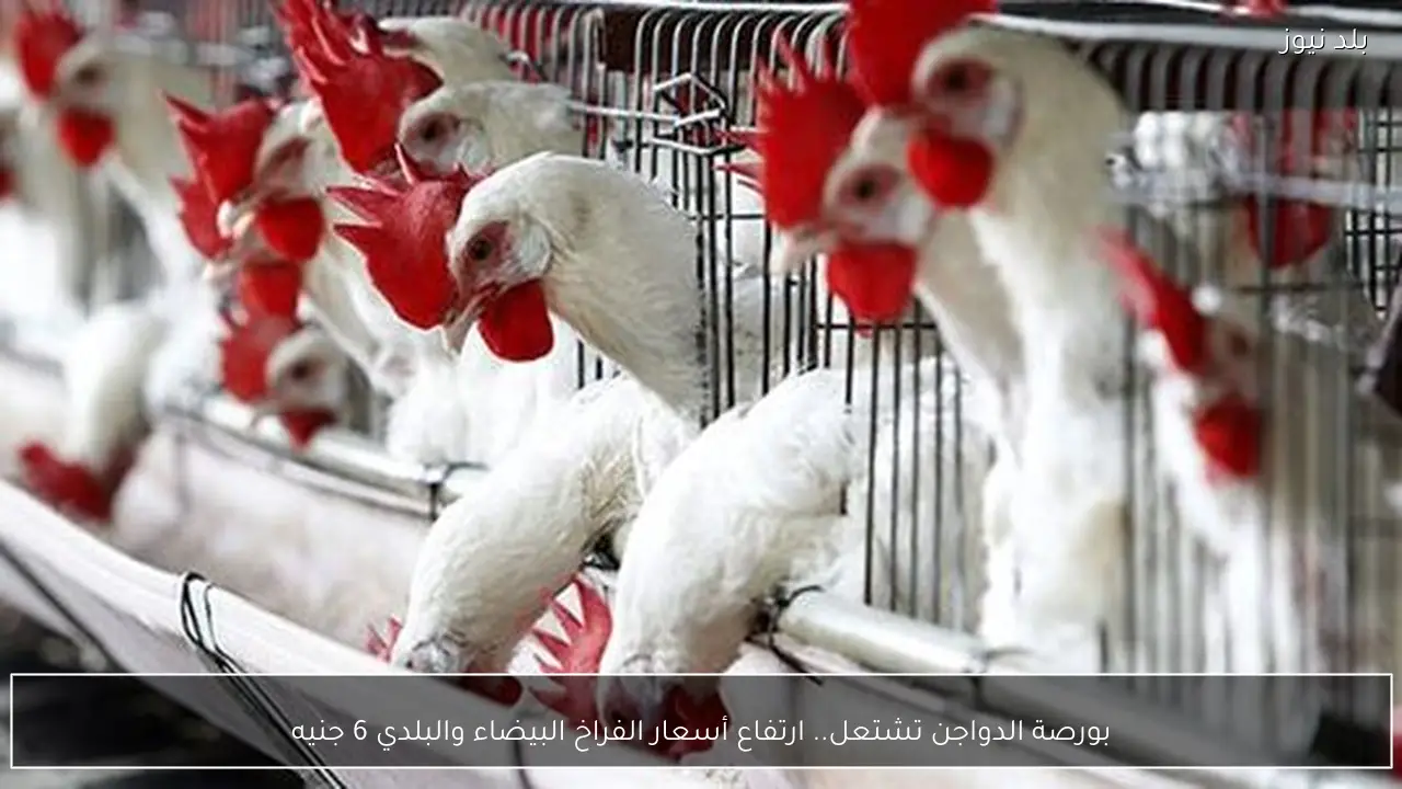 بورصة الدواجن تشتعل.. ارتفاع أسعار الفراخ البيضاء والبلدي 6 جنيه