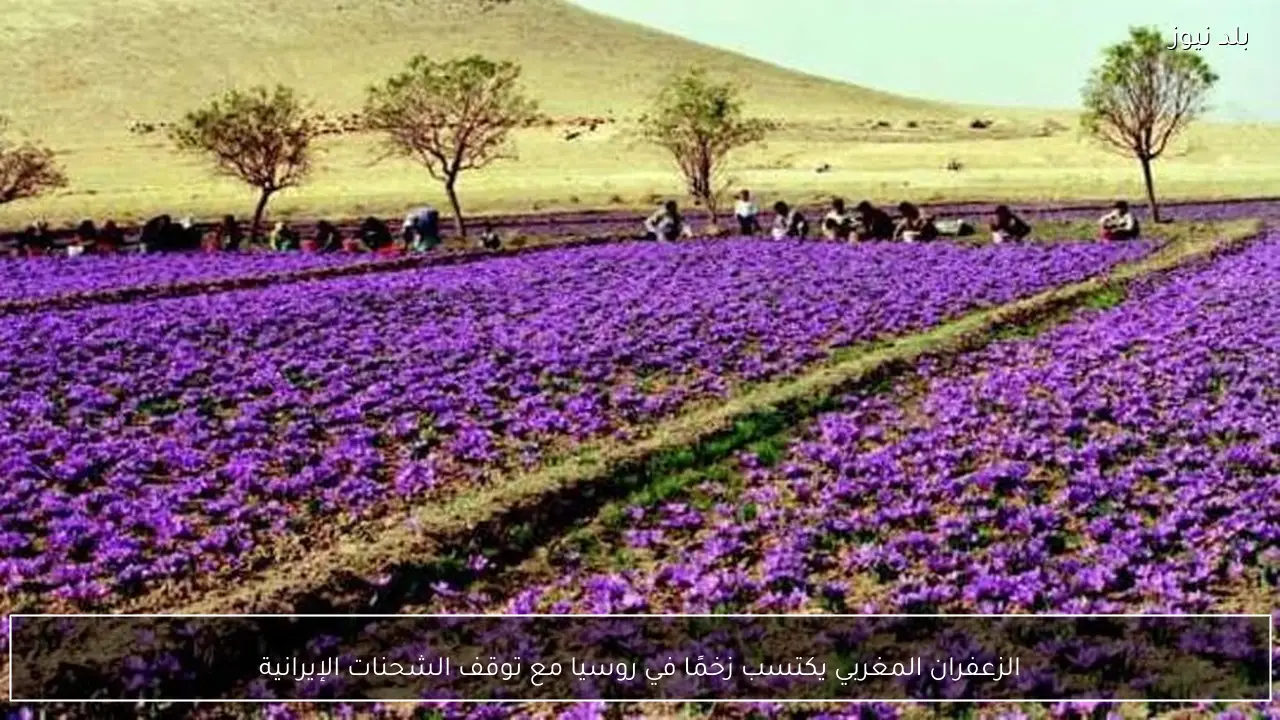 الزعفران المغربي يكتسب زخمًا في روسيا مع توقف الشحنات الإيرانية