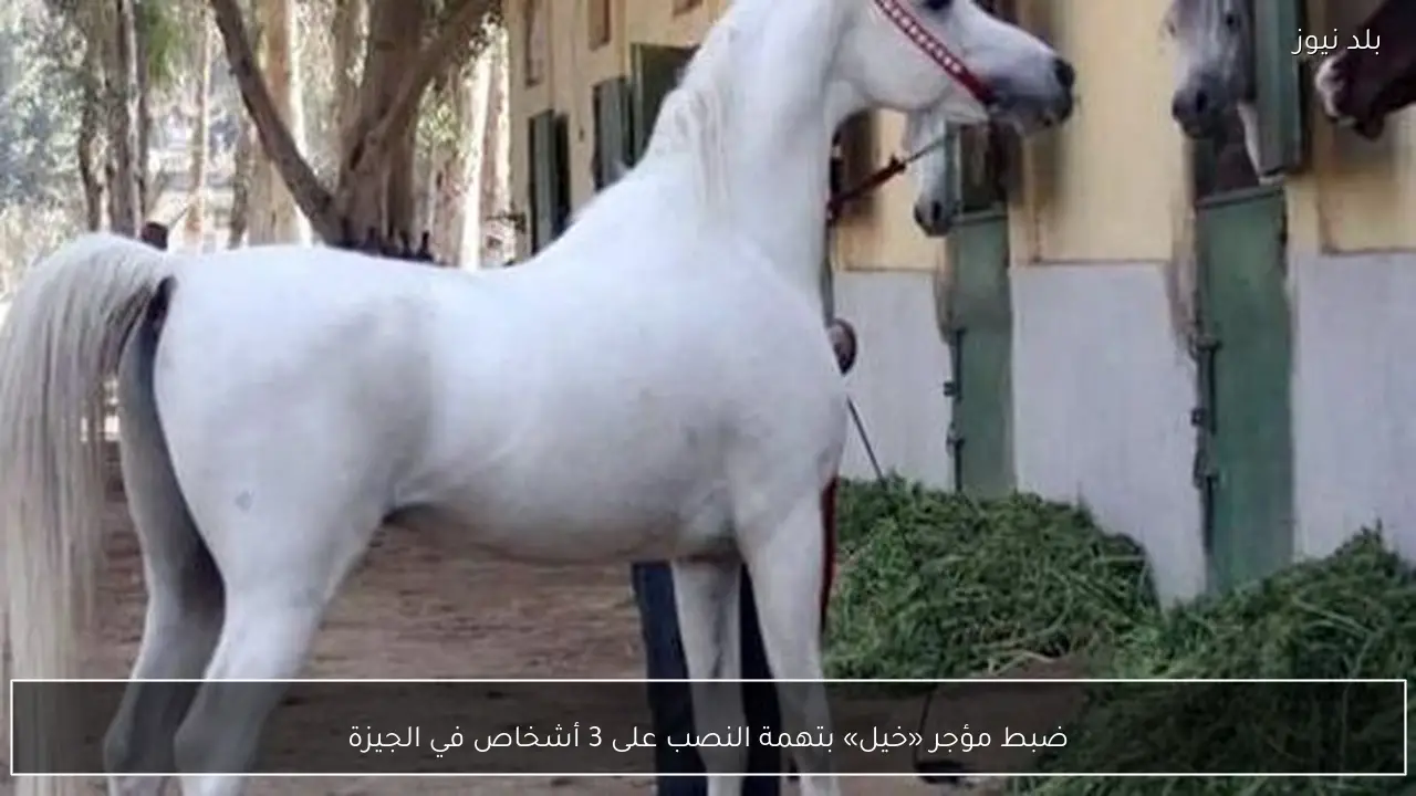 ضبط مؤجر «خيل» بتهمة النصب على 3 أشخاص في الجيزة